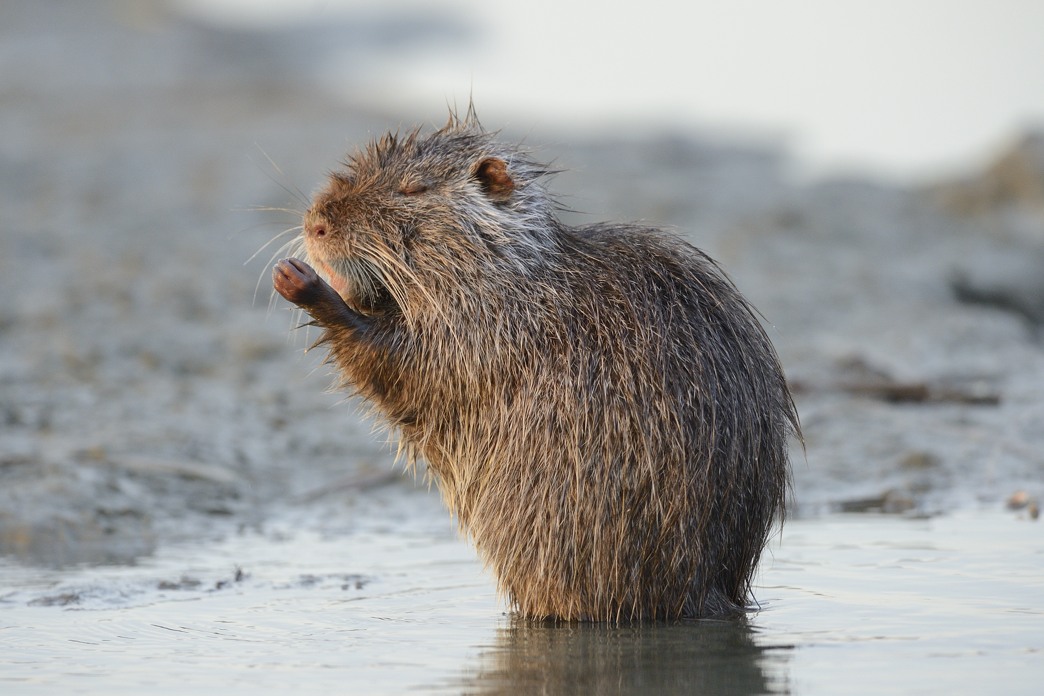 55 Nutria cantante.jpg_20131223174251_55 Nutria cantante