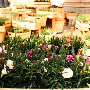 “Fiori e Sapori sul Naviglio Grande”, appuntamento Domenica 10 Aprile.
