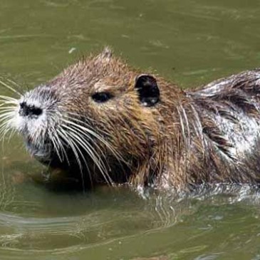 Allarme nutrie sui Navigli: Un tema che divide.