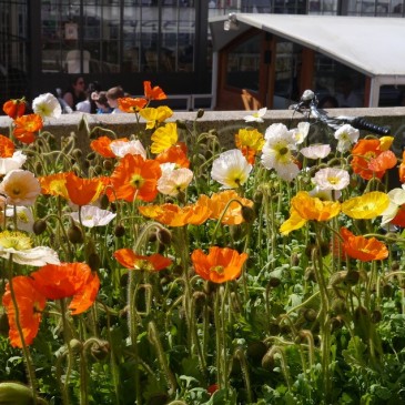 Fiori e sapori sul Naviglio Grande 2024